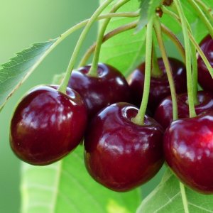Čerešňa (Prunus avium) ´SILVIA´ - neskorá 150-200 cm, voľnokorenná